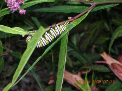 Where Oh Where Have My Caterpillars Gone? Image